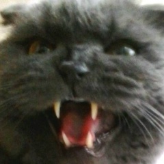 Александр Шаломеев, 13.08.1983, Екатеринбург