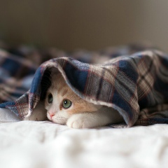 Susu Lwin, 01.09.1969