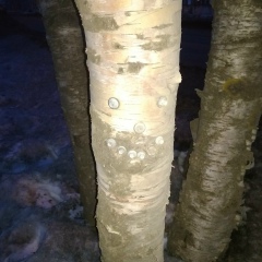 Ваня Куликов, 08.06, Вологда