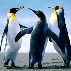 Алишер Болатов, 27.09.2000, Явленка