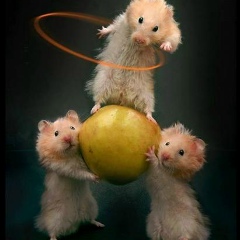 Алексей Орлов, Санкт-Петербург