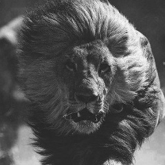 Сайфуллах Чаниев, 25.07.1991