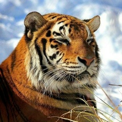 Евгений Шульга, 16.07.1986, Сумы