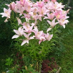 Анжелика Антонова, 20.05, Санкт-Петербург