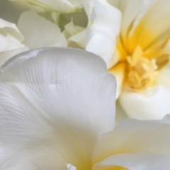 Татьяна Шоларь, Кишинев