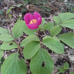 Вадим Александров, Новосибирск
