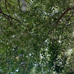 Eliyar Teshabaev, 20.08, Москва