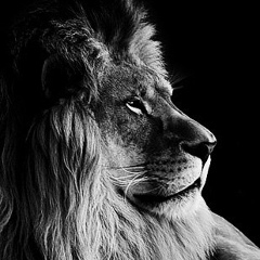 Руслан Кязимов, Новосибирск