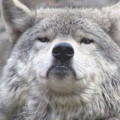 Магомед Тавсиев, 07.09.1904