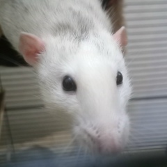 Павел Стебенев, 08.10