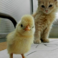 Улугбек Ташимбетов, 11.09, Алматы