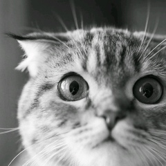 Дмитрий Кротов, 23.09.1985, Великий Новгород