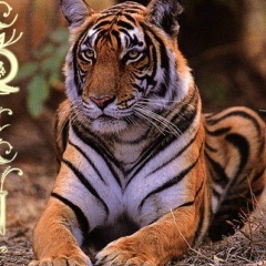 Ирина Белолипецкая, 18.04.1962, Краснодар