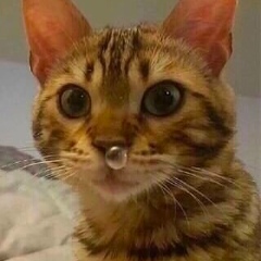 Виктория Анохина, 26.11.1996, Москва