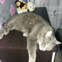 Альфиона *******, 27.11.1980, Актау