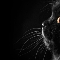 Анна Теккова, 13.05