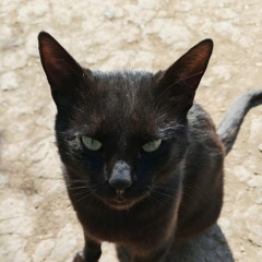 Илья Илья, Тюмень