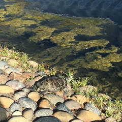 Лидия Михайлова, 01.06