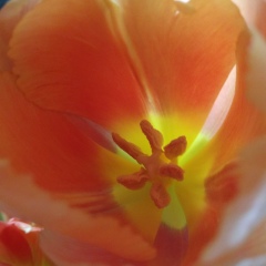 Оксана Некрасова, 29.10.1981, Санкт-Петербург