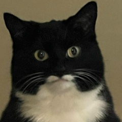 Дмитрий Нечитайло, 02.03.1988, Ижевск