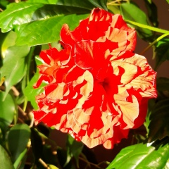 Юлия Семенова, 12.01.1986, Санкт-Петербург