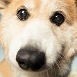 Емельян Кораблев, 30.03.1987, Новомосковск