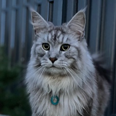 Александр Романенко, 16.07.1986