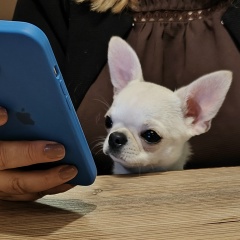 Ника Смирнова, Санкт-Петербург