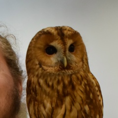 Михаил Башарин, 20.12.2001, Воронеж