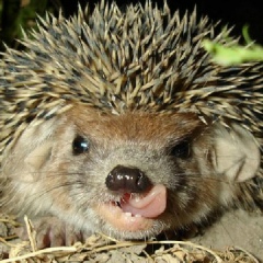 Роман Столяров, 24.09.1977, Санкт-Петербург