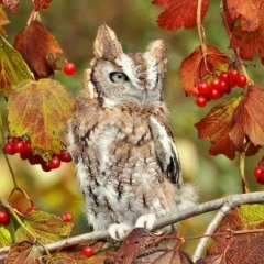 Ольга Калинская, 29.04, Ужгород