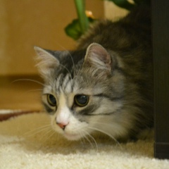 Татьяна Подолякина