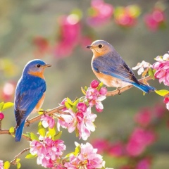 Наргиз Махмудова, Алматы