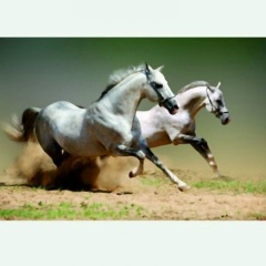 Askar Karibaev, 26.10, Алматы