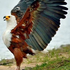 Sandibek Kopzhursinov, 10.09.1993, Алматы