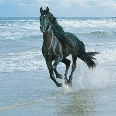 Астемир Пшуков, 22.04.1988, Санкт-Петербург