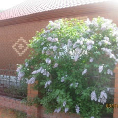 Альфия Бакиева