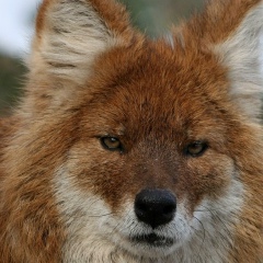 Дмитрий Семикин, 10.12, Нижний Новгород