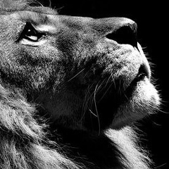 Шерхан Шарапов, Ташкент