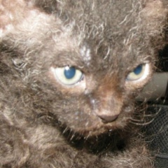 Root Злобный, 29.07, Новосибирск