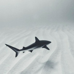 Елжас Елжасов, 08.03, Алматы