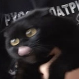 Арсений Линейцев