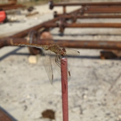 Магомед Алиев, Буденновск