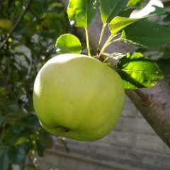 Ольга Дудникова, 12.09.1950