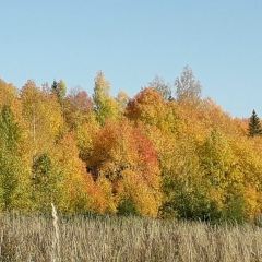 Надежда Васильевна