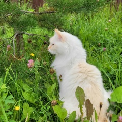 Елена Пароева, Сыктывкар