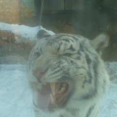 Хайрулло Давранов, 14.01.1986, Сургут