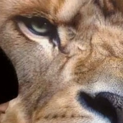 Любовь Hummer, 31.07