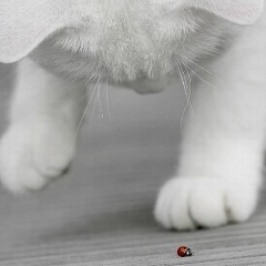 Ксения Котовская, Санкт-Петербург