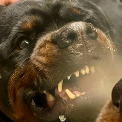 Сергей Журавков, 02.08, Брянск